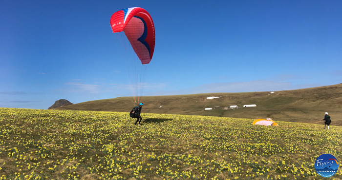 autonomie en parapente pente école dans un champs de joncquilles jaunes