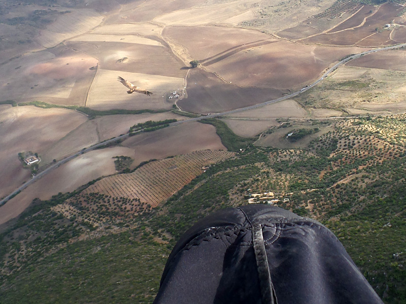 Vol Vautour Fauve Andalousie avec Flying Puy De Dome