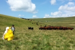 Flying Puy De Dome Ecole Parapente Nature Bisons Auvergnats Sancy Puy May